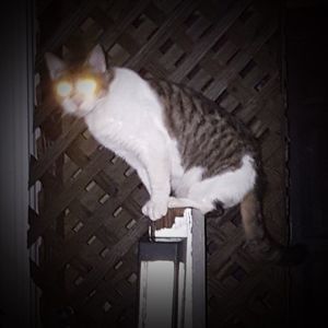 Meet your Posher, Daniel